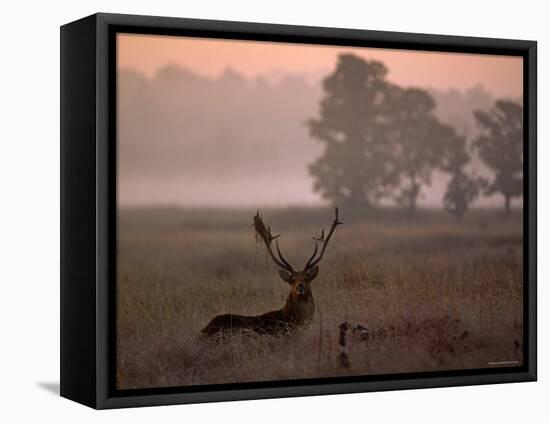 Barasingha / Swamp Deer, Male in Rut with Grass on Antler, Kanha National Park, India-Pete Oxford-Framed Stretched Canvas