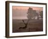 Barasingha / Swamp Deer, Male in Rut with Grass on Antler, Kanha National Park, India-Pete Oxford-Framed Photographic Print