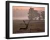 Barasingha / Swamp Deer, Male in Rut with Grass on Antler, Kanha National Park, India-Pete Oxford-Framed Photographic Print