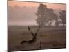 Barasingha / Swamp Deer, Male in Rut with Grass on Antler, Kanha National Park, India-Pete Oxford-Mounted Photographic Print