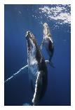 Candle Sperm Whale-Barathieu Gabriel-Photographic Print