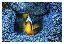 Yellow Clownfish On Green Anemon-Barathieu Gabriel-Stretched Canvas
