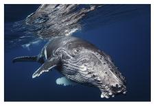 Humpback Whale-Barathieu Gabriel-Giclee Print