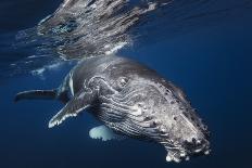 Humpback Whale-Barathieu Gabriel-Giclee Print