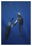 Sperm Whale Family-Barathieu Gabriel-Giclee Print