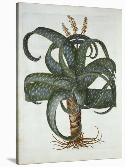 Barbados Aloe, from 'Hortus Eystettensis', by Basil Besler (1561-1629) Pub. 1613-German School-Stretched Canvas