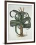 Barbados Aloe, from 'Hortus Eystettensis', by Basil Besler (1561-1629) Pub. 1613-German School-Framed Giclee Print