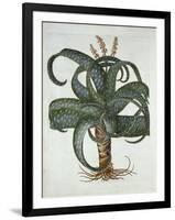 Barbados Aloe, from 'Hortus Eystettensis', by Basil Besler (1561-1629) Pub. 1613-German School-Framed Giclee Print