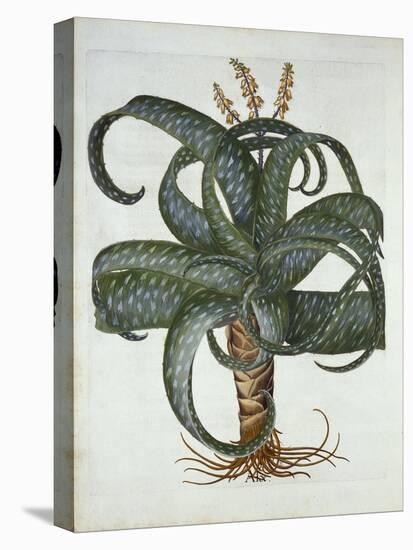 Barbados Aloe, from 'Hortus Eystettensis', by Basil Besler (1561-1629) Pub. 1613-German School-Stretched Canvas
