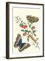 Barbados Cherry Tree with a Moth-Maria Sibylla Merian-Framed Art Print