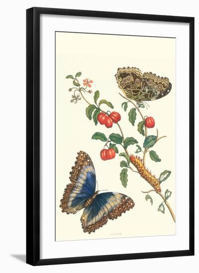 Barbados Cherry Tree with a Moth-Maria Sibylla Merian-Framed Art Print