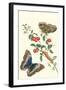 Barbados Cherry Tree with a Moth-Maria Sibylla Merian-Framed Art Print