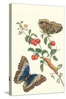 Barbados Cherry Tree with a Moth-Maria Sibylla Merian-Stretched Canvas