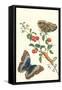 Barbados Cherry Tree with a Moth-Maria Sibylla Merian-Framed Stretched Canvas
