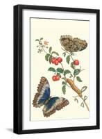 Barbados Cherry Tree with a Moth-Maria Sibylla Merian-Framed Art Print