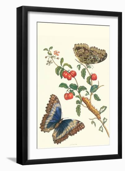 Barbados Cherry Tree with a Moth-Maria Sibylla Merian-Framed Art Print