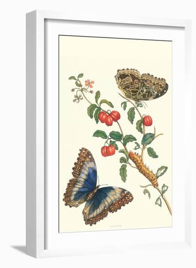 Barbados Cherry Tree with a Moth-Maria Sibylla Merian-Framed Art Print