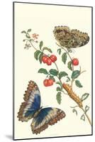 Barbados Cherry Tree with a Moth-Maria Sibylla Merian-Mounted Art Print