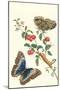 Barbados Cherry Tree with a Moth-Maria Sibylla Merian-Mounted Art Print