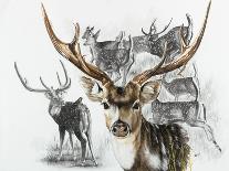 Elk-Barbara Keith-Giclee Print