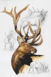 Siberian Husky-Barbara Keith-Giclee Print