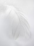 A White Feather-Barbara Lutterbeck-Photographic Print