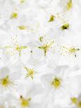 A Black Cumin Flower-Barbara Lutterbeck-Photographic Print