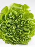 Lettuce-Barbara Lutterbeck-Photographic Print