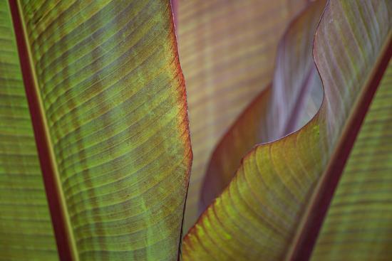 Photo, , large