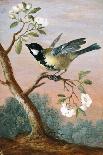 Great tit on a branch of a fruit tree-Barbara Regina Dietzsch-Giclee Print