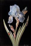 Pd.328-1973 Iris Germanica with Caterpillar and Beetle-Barbara Regina Dietzsch-Framed Stretched Canvas