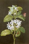 Branch of a Pear Tree-Barbara Regina Dietzsch-Giclee Print