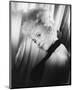 Barbara Windsor-null-Mounted Photo