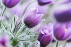 Pasque Flowers-barbaradudzinska-Photographic Print