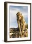 Barbary Ape on the Gunung Batur-Christoph Mohr-Framed Photographic Print