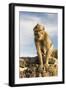 Barbary Ape on the Gunung Batur-Christoph Mohr-Framed Photographic Print