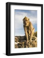 Barbary Ape on the Gunung Batur-Christoph Mohr-Framed Photographic Print