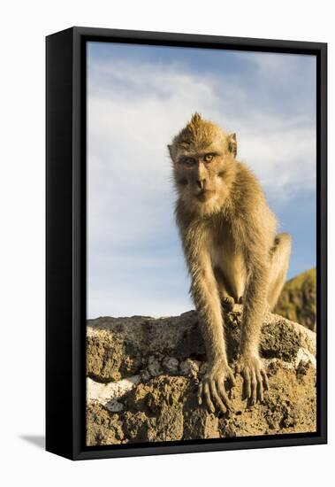 Barbary Ape on the Gunung Batur-Christoph Mohr-Framed Stretched Canvas