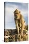 Barbary Ape on the Gunung Batur-Christoph Mohr-Stretched Canvas