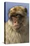 Barbary Ape Portrait (Macaca Sylvanus) Gibraltar-John Cancalosi-Stretched Canvas