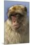 Barbary Ape Portrait (Macaca Sylvanus) Gibraltar-John Cancalosi-Mounted Photographic Print