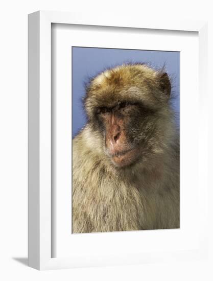 Barbary Ape Portrait (Macaca Sylvanus) Gibraltar-John Cancalosi-Framed Photographic Print