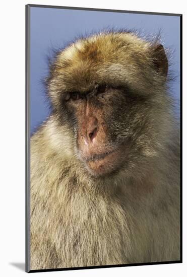 Barbary Ape Portrait (Macaca Sylvanus) Gibraltar-John Cancalosi-Mounted Photographic Print