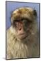 Barbary Ape Portrait (Macaca Sylvanus) Gibraltar-John Cancalosi-Mounted Photographic Print