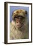 Barbary Ape Portrait (Macaca Sylvanus) Gibraltar-John Cancalosi-Framed Photographic Print