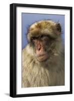 Barbary Ape Portrait (Macaca Sylvanus) Gibraltar-John Cancalosi-Framed Photographic Print