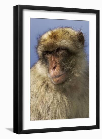 Barbary Ape Portrait (Macaca Sylvanus) Gibraltar-John Cancalosi-Framed Photographic Print