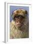 Barbary Ape Portrait (Macaca Sylvanus) Gibraltar-John Cancalosi-Framed Photographic Print