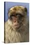 Barbary Ape Portrait (Macaca Sylvanus) Gibraltar-John Cancalosi-Stretched Canvas