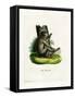 Barbary Ape-null-Framed Stretched Canvas